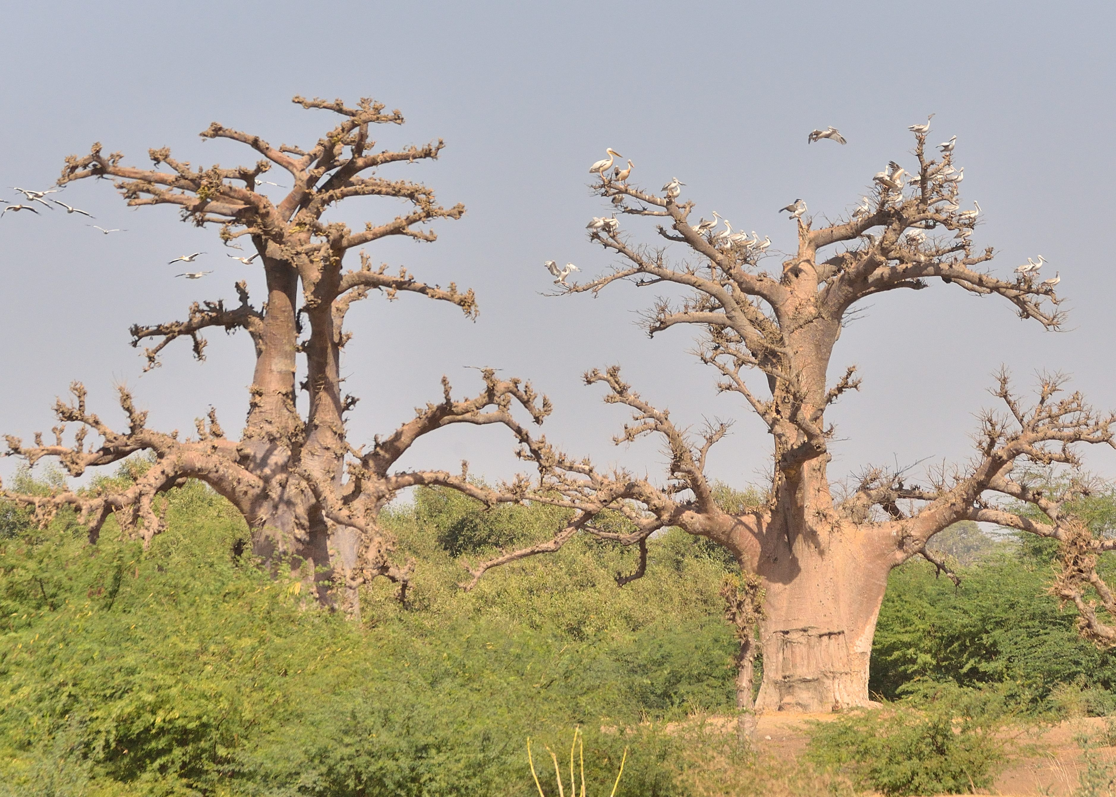 Pélicans gris (Pink-backed pelicans, Pelecanus rufescens) perchés sur un grand baobab de la brousse de Somone.